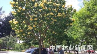 国产丁香网,探索中医药文化的瑰宝与传承  第2张